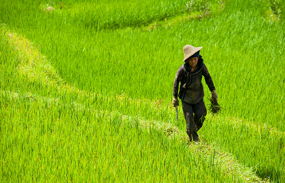 Gdzieś na polach ryżowych w Yuanyang (Yunnan (Chiny) 2012, część 3/2)